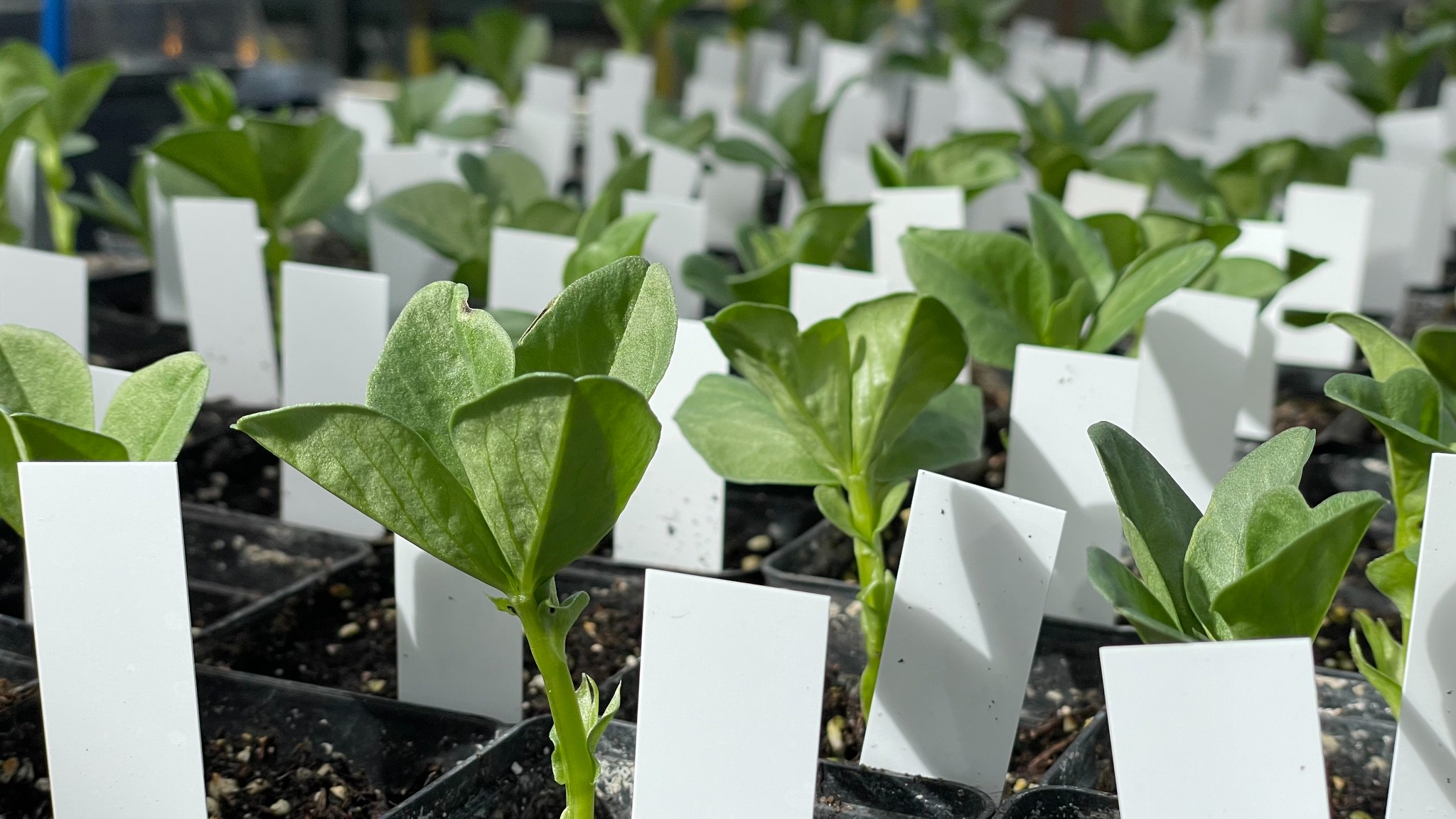 Young faba bean plants growing in controlled conditions