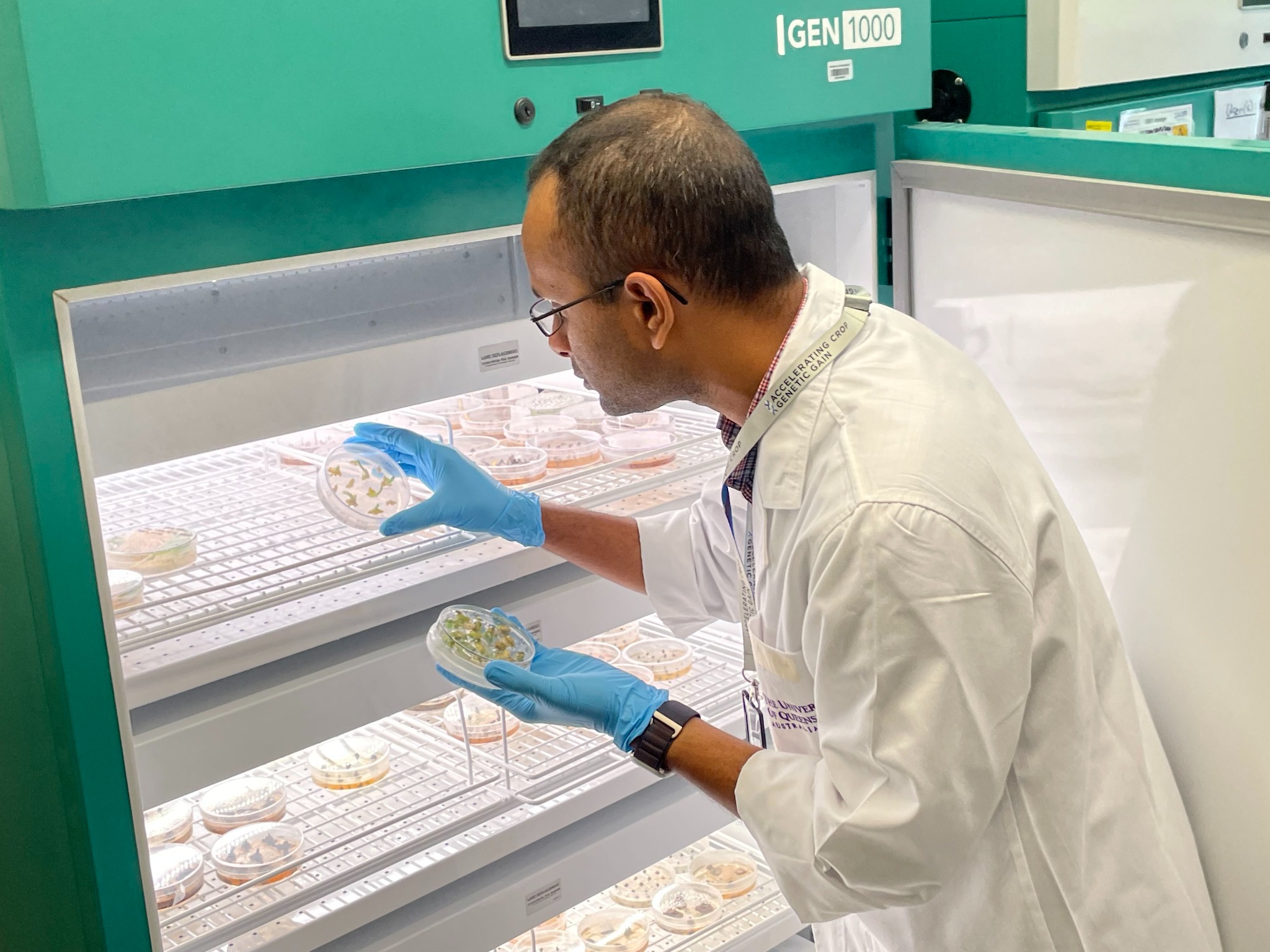 Mamunur Rashid inspecting plant tissue culture in a growth chamber